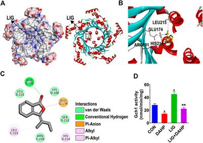 Ligustilide Prevents Radiation Enteritis by Targeting Gch1/BH4/eNOS to Improve Intestinal Ischemia
